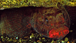 GOBIUS CRUENTATUS (REDMOUTH). by Fabrizio Frixa 